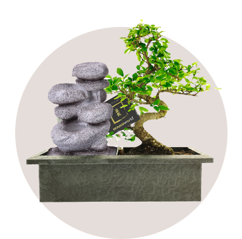 <strong>Bonsai waterval set</strong>  • Incl. easy-care watersysteem • 30 x 13 cm ↥ ca. 30 cm  • Vanaf 29,95
