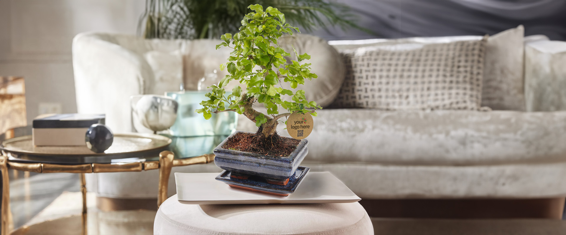GreenGifts Relatiegeschenken bonsai boom