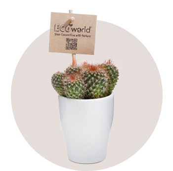 <strong>Mini cactussen</strong> • Verschillende soorten • Ø 6 cm ↥ ca. 10 cm  • Vanaf 1,50