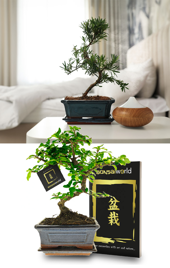 relatiegeschenk bonsai mob